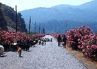 Dalyan Ziegenherde  am Sölüngür See_2